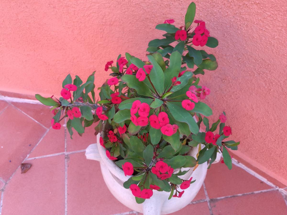אגליאנטו Country House Vignola Mare מראה חיצוני תמונה